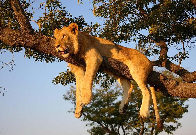 by safari-partners