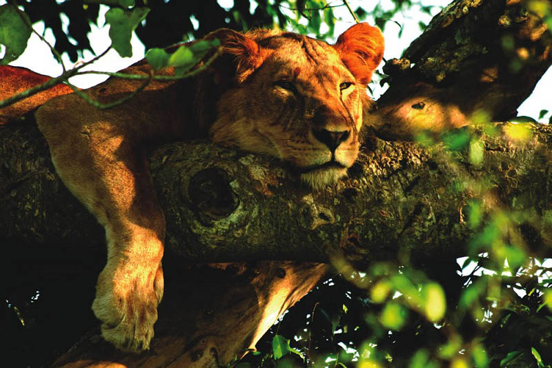 by safari partners